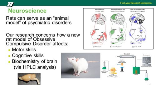 neuroscience research project ideas