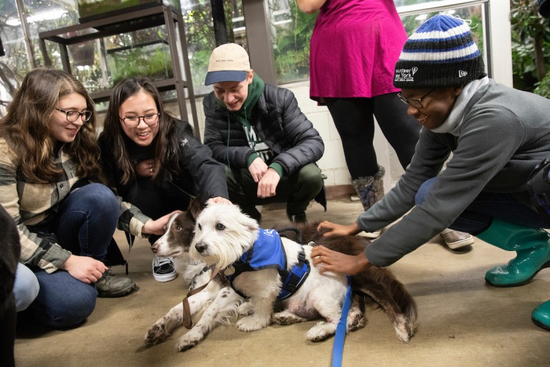 Students petting therapy dogs for a De-Stress event in 2018
