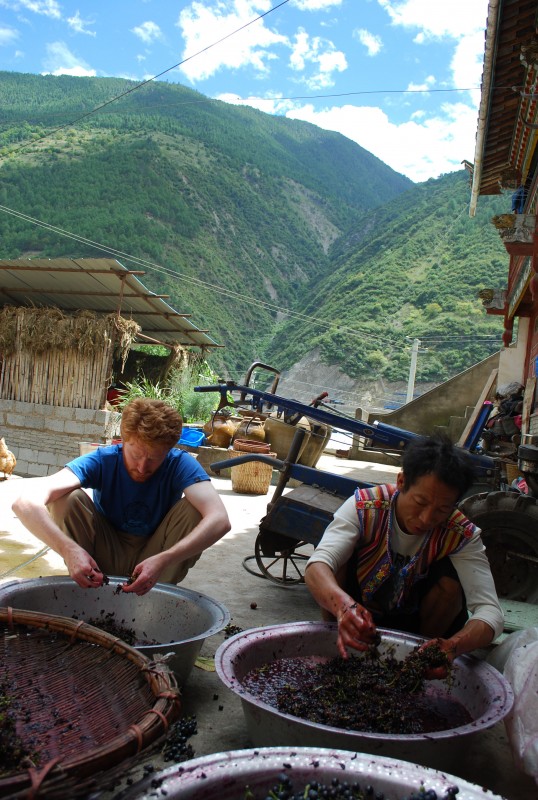 Brendan A. Galipeau, a lecturer in Binghamton University's Environmental Studies program, sorts grapes in the Shangri-La region of China.