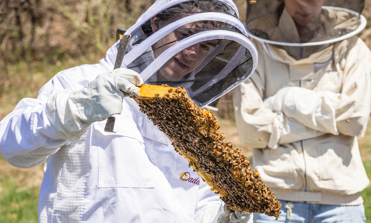 Mike Bronikowski demonstrates his beekeeping skills at BU Acres during a class called Sweet Harvest: Bees and Maple this spring.
