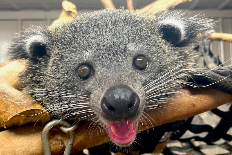 Meet Bing! Real-life Bearcat joins Binghamton’s mascot lineup ...