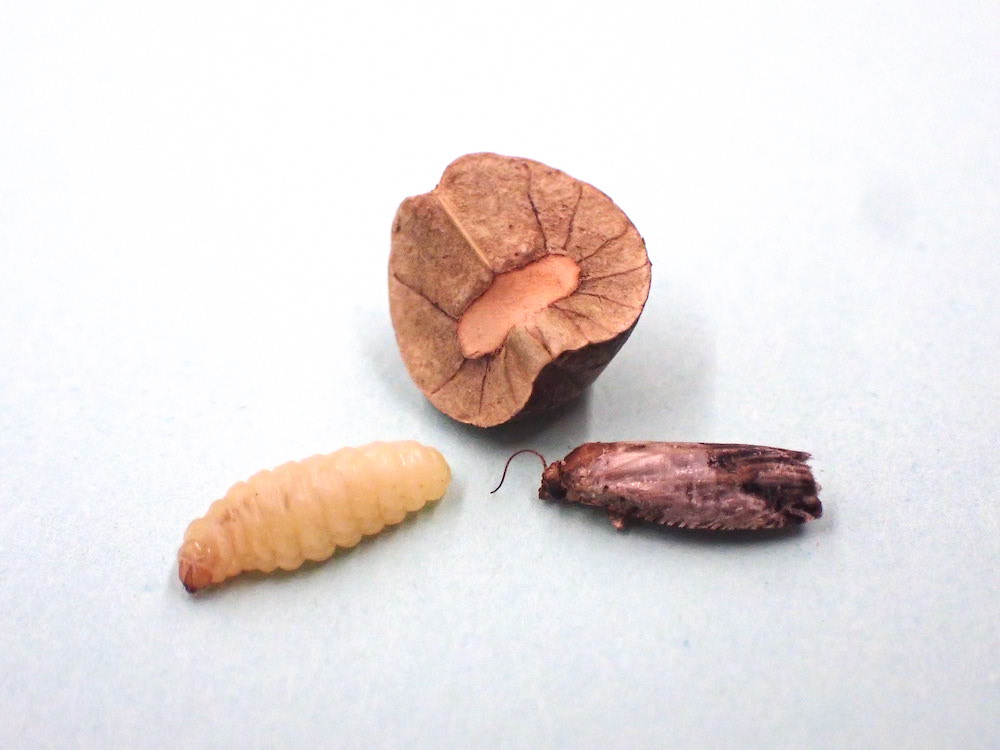 Mexican jumping beans are actually moth larva living inside of seed pods. This photo depicts a seed pod, larva and fuly formed moth.