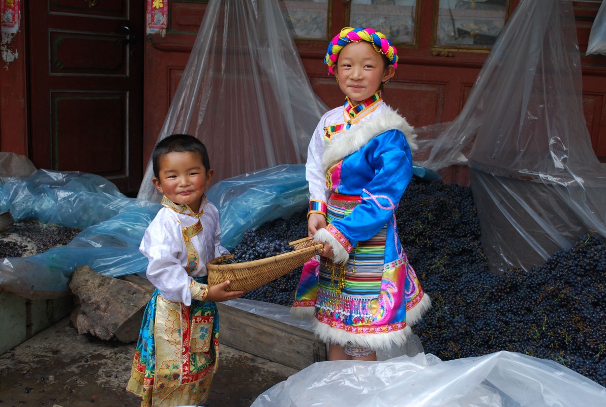 Children in Tibet hold harvested grapes. Grapes have become a cash crop in the region, which was rebranded Shangri-La by the Chinese government.