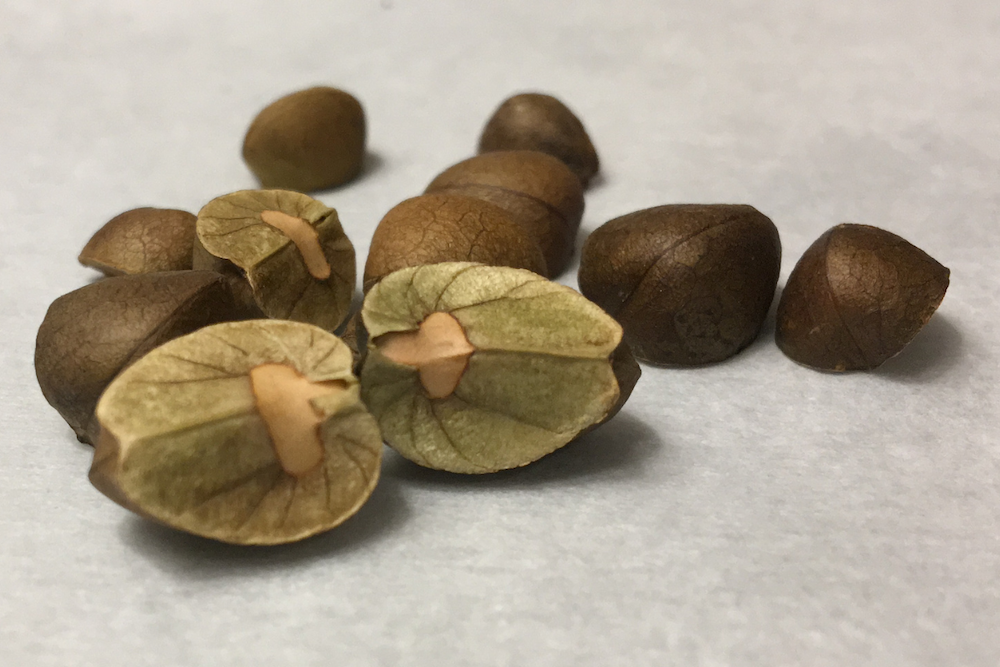 Binghamton researchers have revealed new information about Mexican jumping beans, which are actually moth larvae found inside seed pods in Mexico.