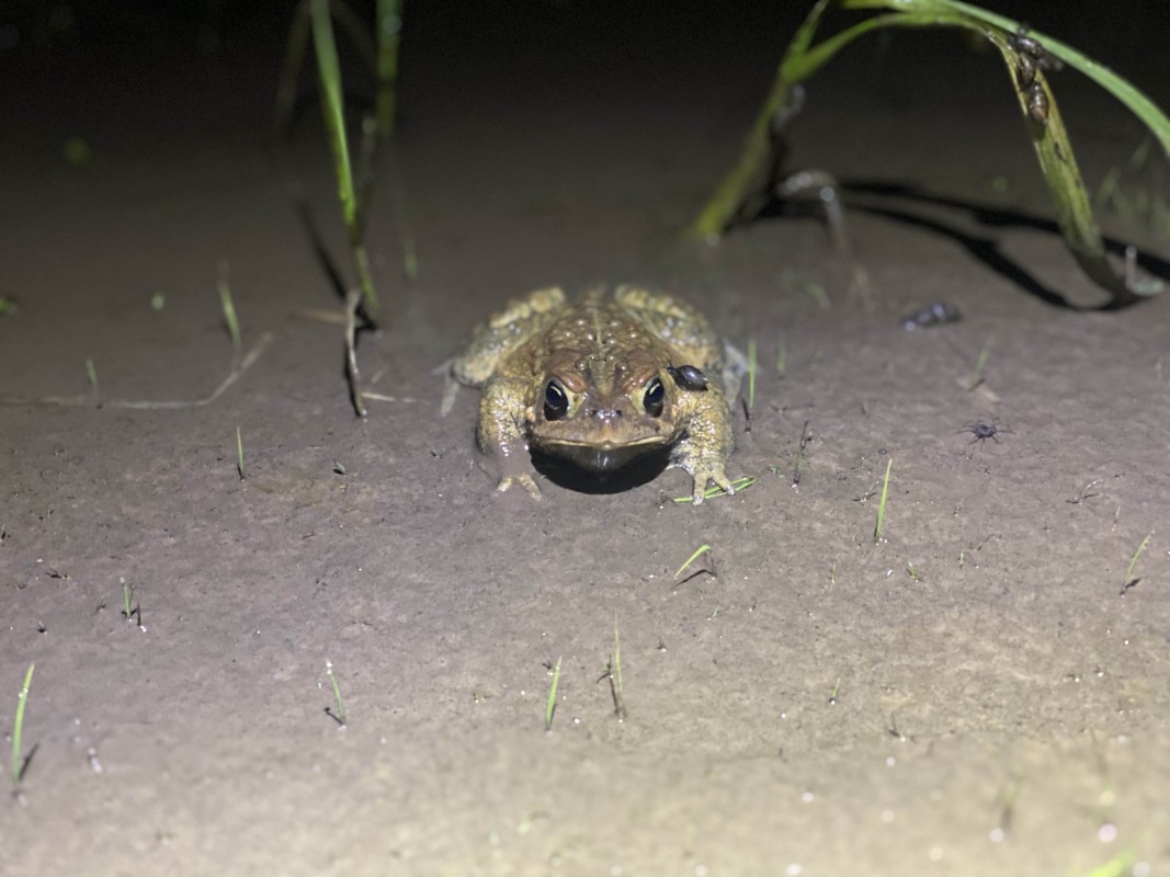 PRODiG+ SUNY Fellow Mariah Donohue is setting up a research program focusing on the microbiome of amphibians, such as this toad.