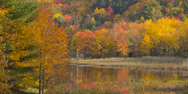 The Binghamton University Nature Preserve is one of many locations in the area that people can hike for free.