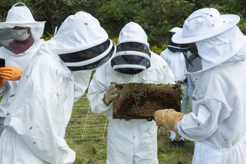 George A. Meindl, instructor of the Environmental Studies Program, Tina Chronopoulos, associate professor of Middle Eastern and Ancient Mediterranean Studies and Sean Cummings, PhD '11, adjunct lecturer in the Environmental Studies Program, host a beekeeping demonstration at Binghamton University Acres to students of the Binghamton University Bees Club, Saturday, September 11, 2021.