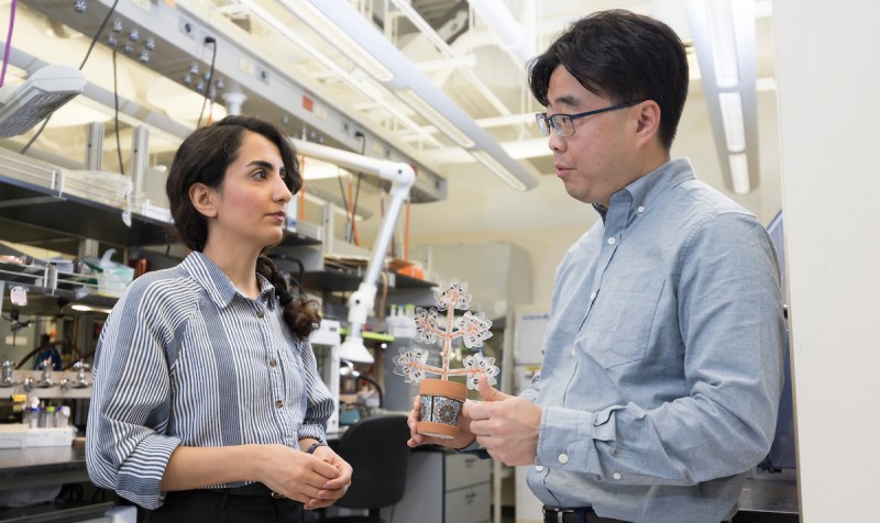 Binghamton University PhD student Maryam Rezaie, left, and Professor Seokheun “Sean” Choi have developed artificial plants that can feed off carbon dioxide, give off oxygen and generate power.