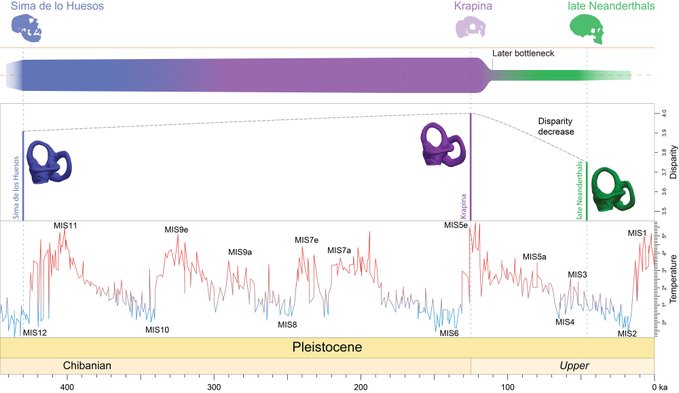 The existence of a bottleneck, indicating a reduction in genetic variation, during Neandertal evolution. The genetic variation in the pre-Neandertals from the Sima de los Huesos is similar to that in the early Neanderthals from Krapina, but shows a decline in the later 