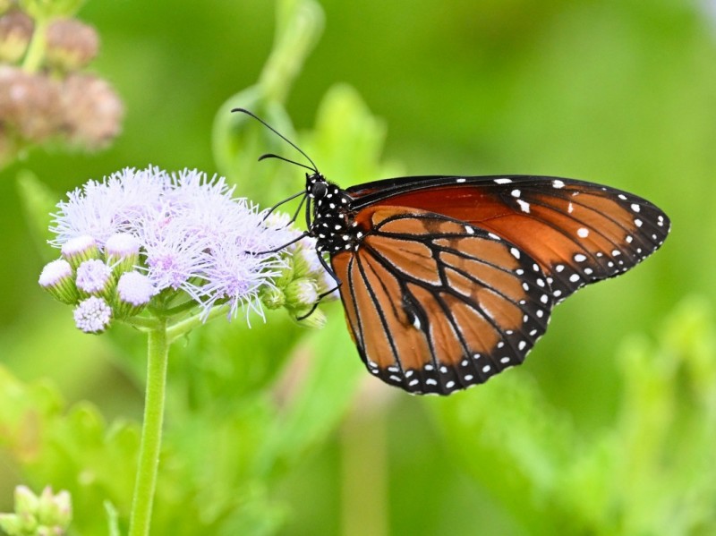 1 in 15 butterflies have disappeared in the U.S. since the year 2000, according to new research featuring faculty at Binghamton University, State University of New York.