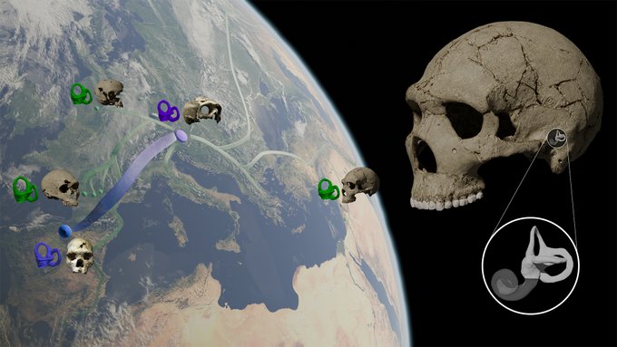 Geographic location of the studied samples, including Amud 1 (enlarged) and the virtual reconstruction of the semicircular canals.