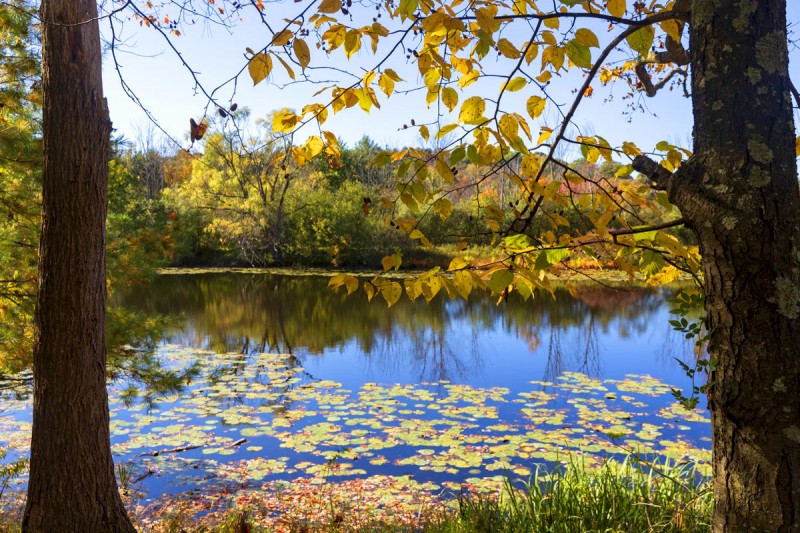 David and Ford Schumann, sons of Robert F. Schumann donated Nuthatch Hollow to Binghamton University.