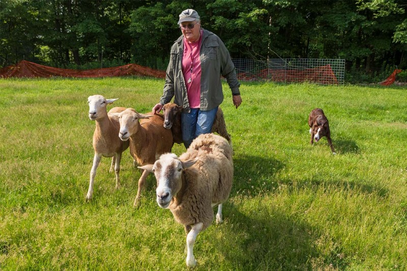 Professor Sara Reiter also serves as a herding judge for the American Kennel Club and the American Herding Breeds Association.