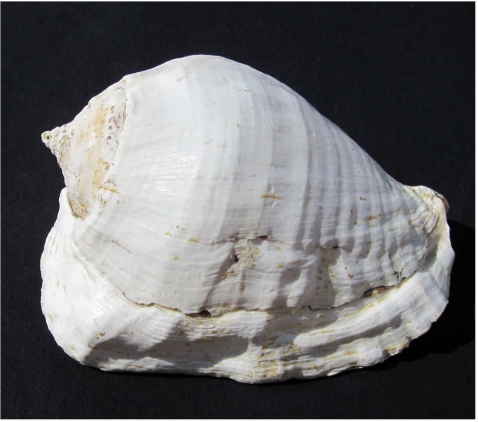 Strombus galeatus conch shell from the Sea of Cortez