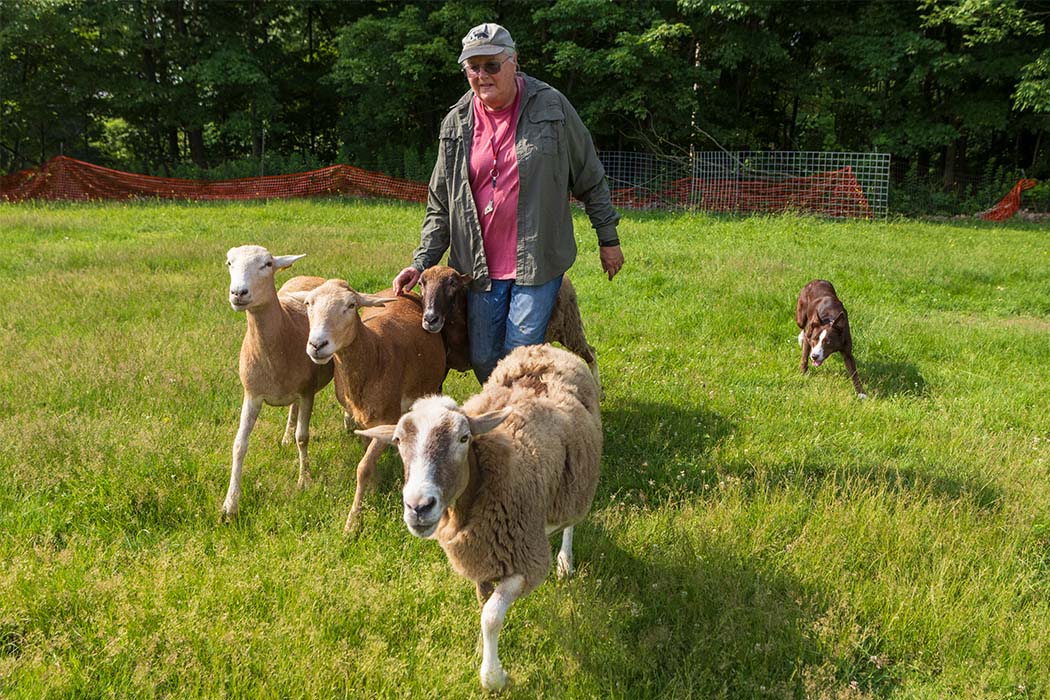 Professor Sara Reiter also serves as a herding judge for the American Kennel Club and the American Herding Breeds Association.