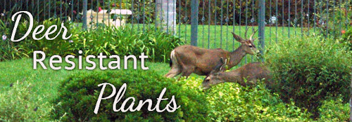 Deer Resistant Landscaping