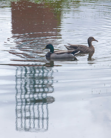 Reflection