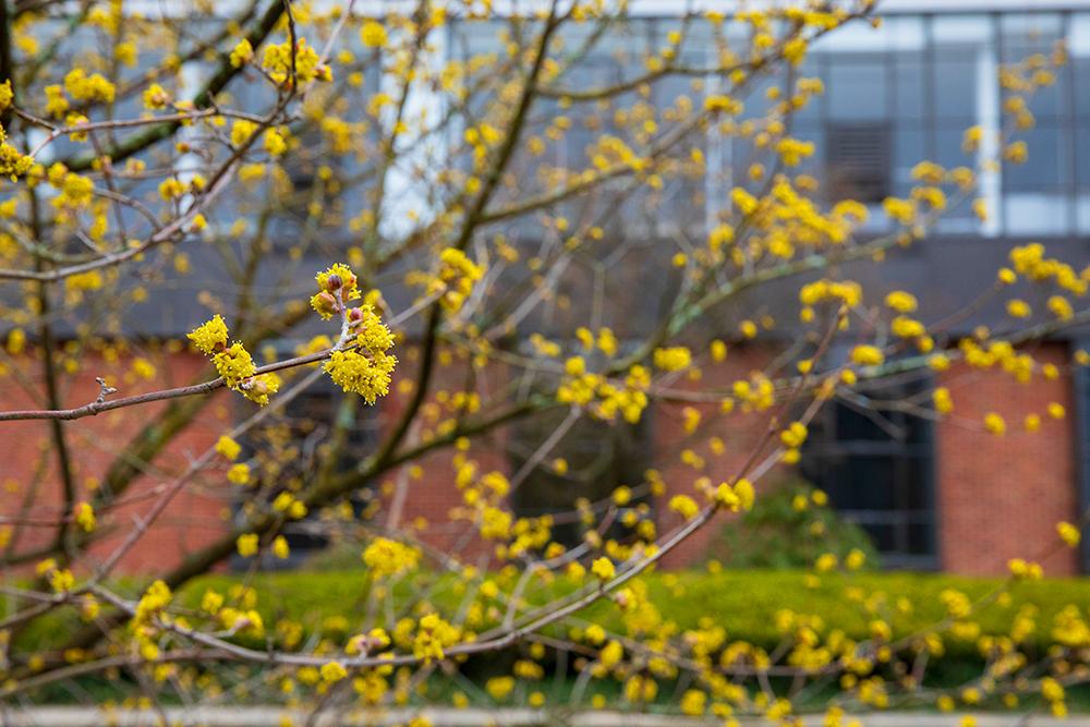 Spring in the Memorial Courtyard 