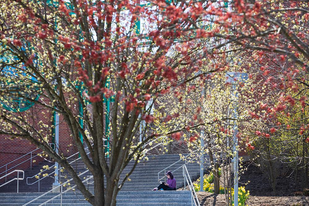 Flowers by the stairs 