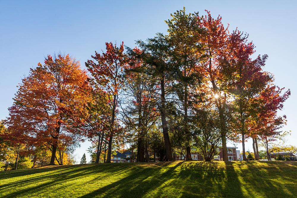 Fall foliage 