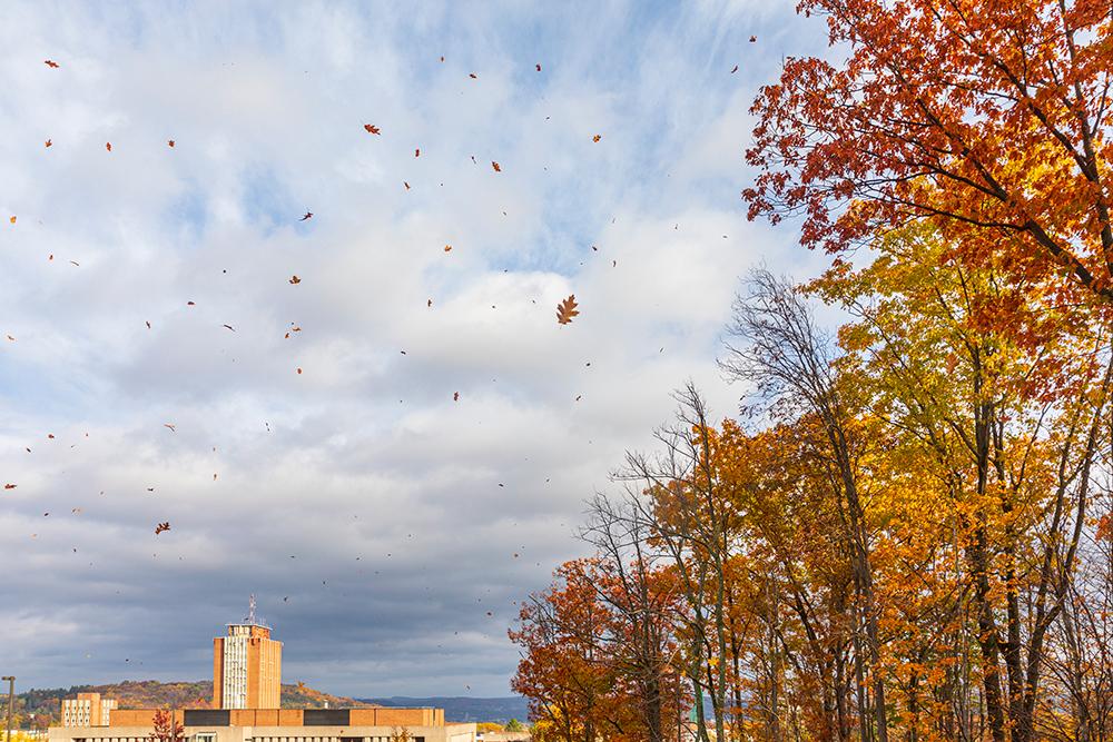 Leaves in the breeze 