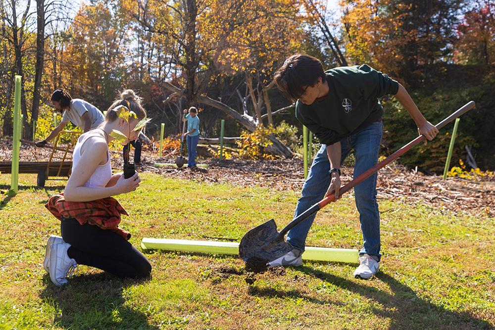 Planting trees 