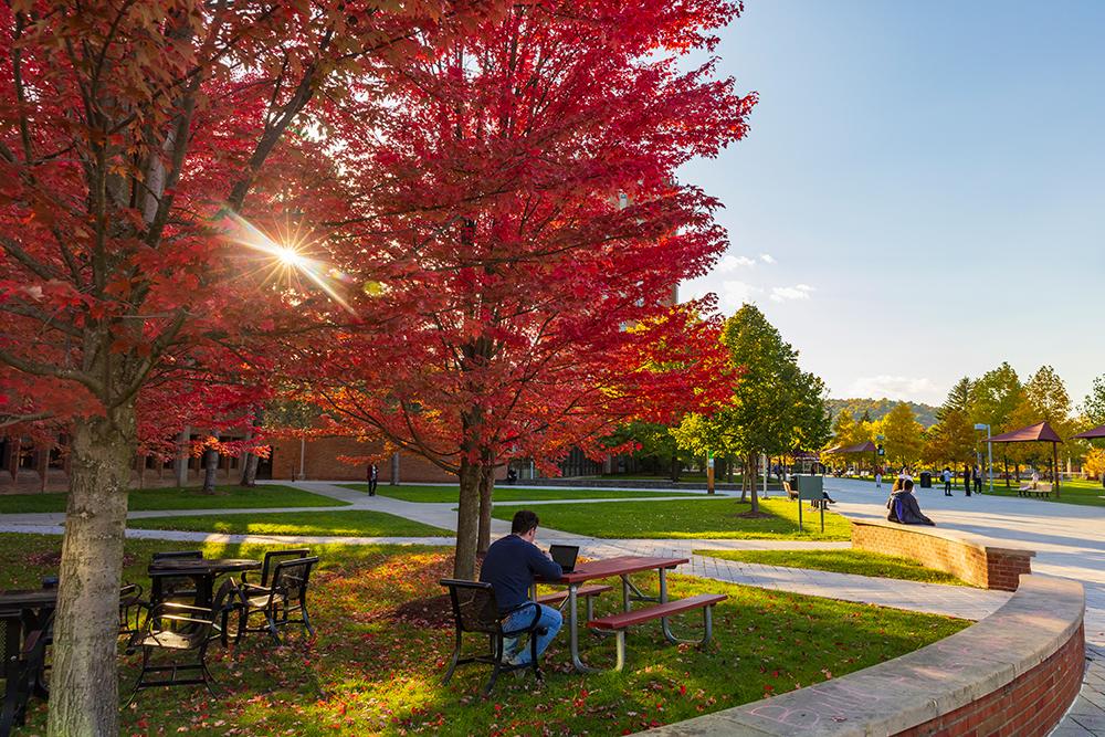 Studying under the maples 