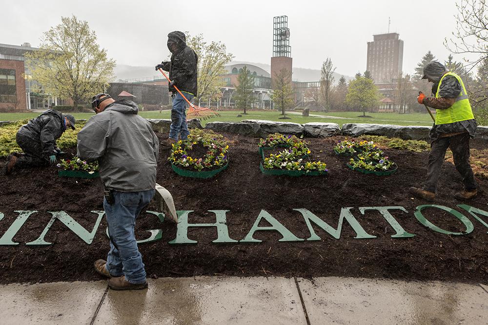 Planting the berm 