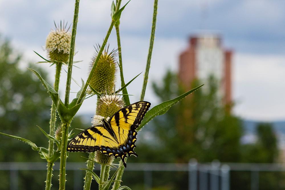 Eastern Tiger Swallowtail